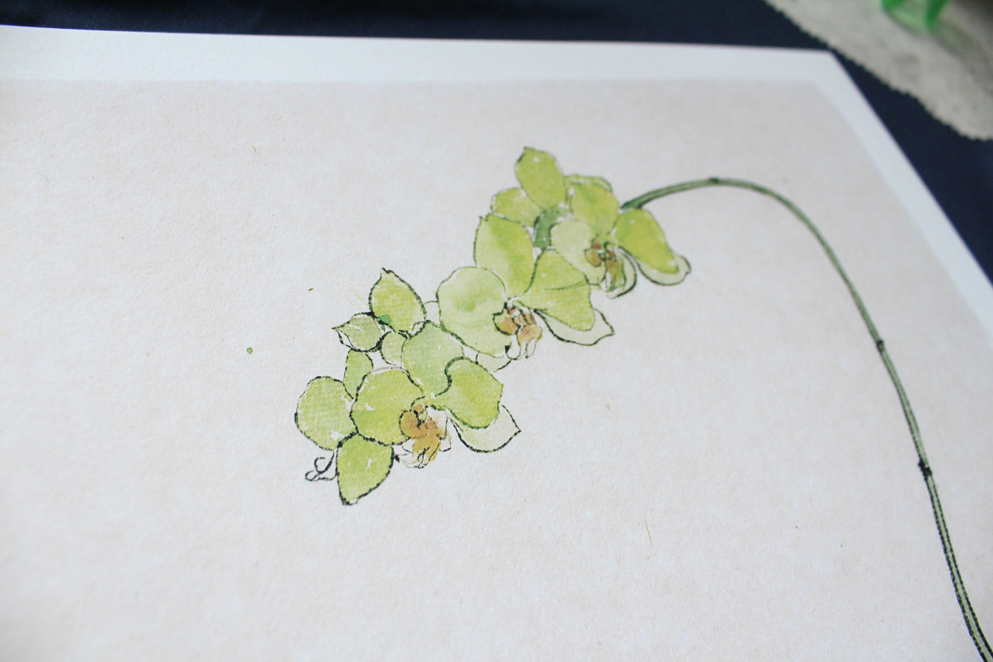 Orchids