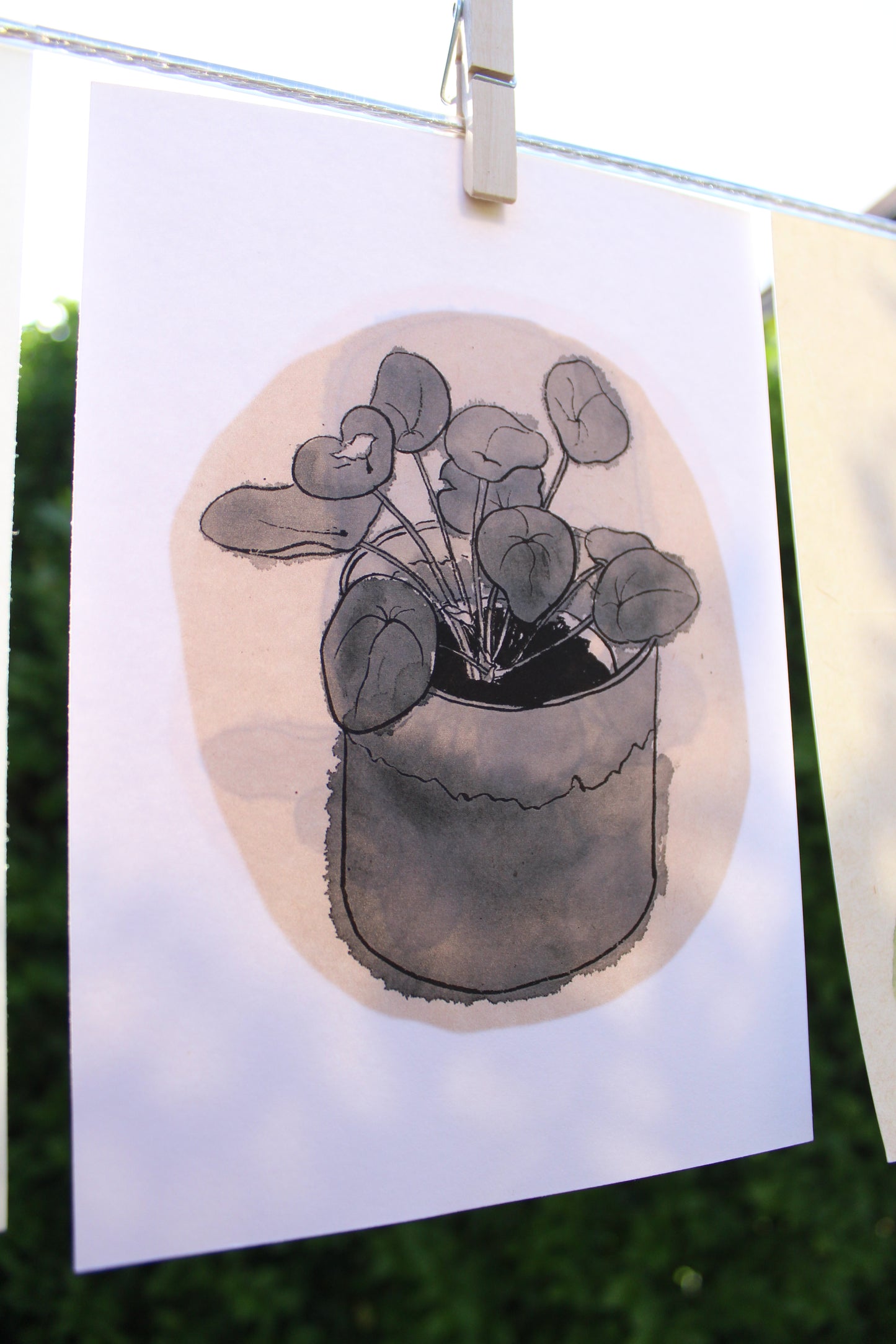 Money Plant
