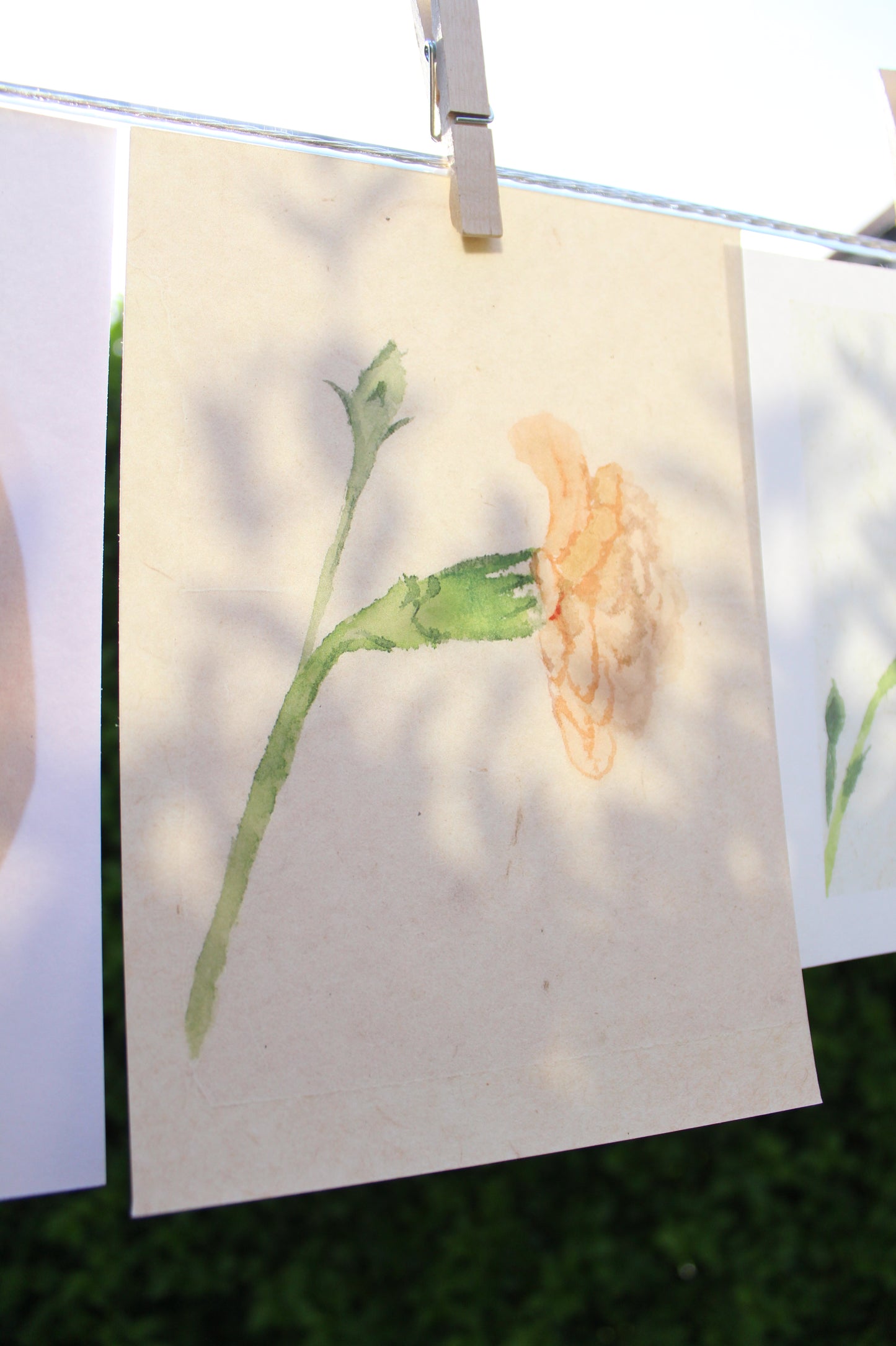 Carnation 2