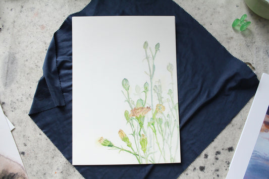 Carnation 3