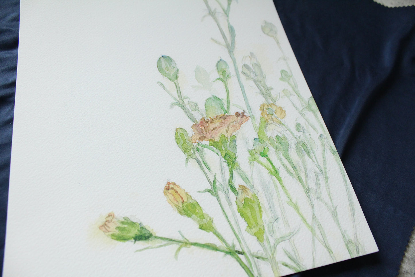 Carnation 3