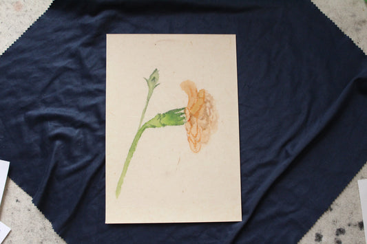 Carnation 2