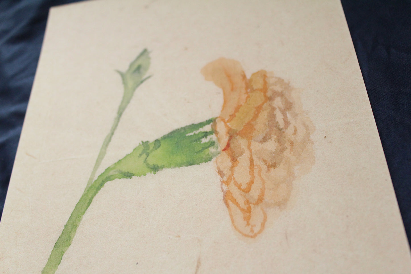 Carnation 2